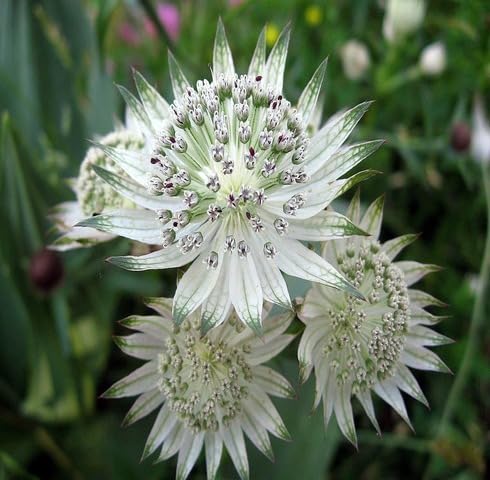 White Astrantia Flower - Heirloom, Non - Gmo Seeds