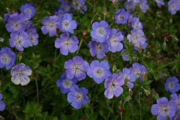 Geranium Rozanne Flower Seeds – Heirloom Non-GMO Seeds for Planting for planting in your garden.