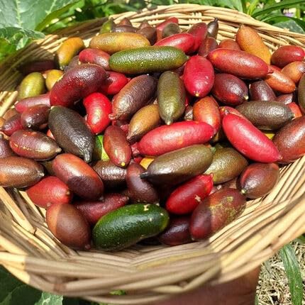 Mixed Finger Lime Fruit - Heirloom, Non - Gmo Seeds