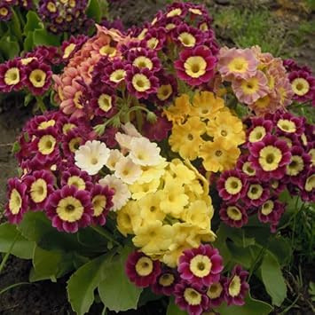 Flower (Flower scientific name) for planting in garden