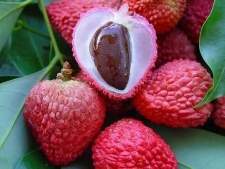 Red Lychee Fruit Seeds for Growing Sweet and Exotic Lychee Fruits