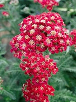 Heirloom Red Yarrow Flower Seeds for Planting, Non-GMO seeds for planting in home garden