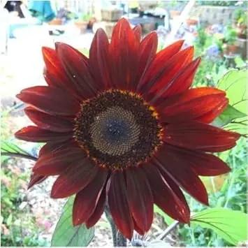 Red Moulin Sunflower Seeds for Planting – Bright Red Blooms for Garden Landscaping Dhara Seeds