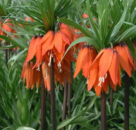 Orange Imperial Flower - Heirloom, Non - Gmo Seeds