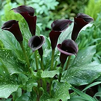 Black Calla Flower Seeds for Garden Planting - Heirloom & Non-GMO garden seeds for planting in your garden.