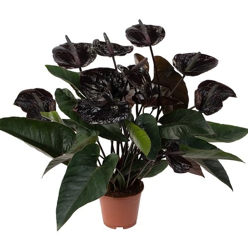 Black Anthurium - Heirloom, Non - Gmo Seeds