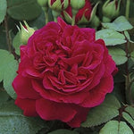 Dark Red Climbing Rose Plant Seeds for Planting Non-GMO Heirloom Garden Seeds for Growing seeds for planting in home garden