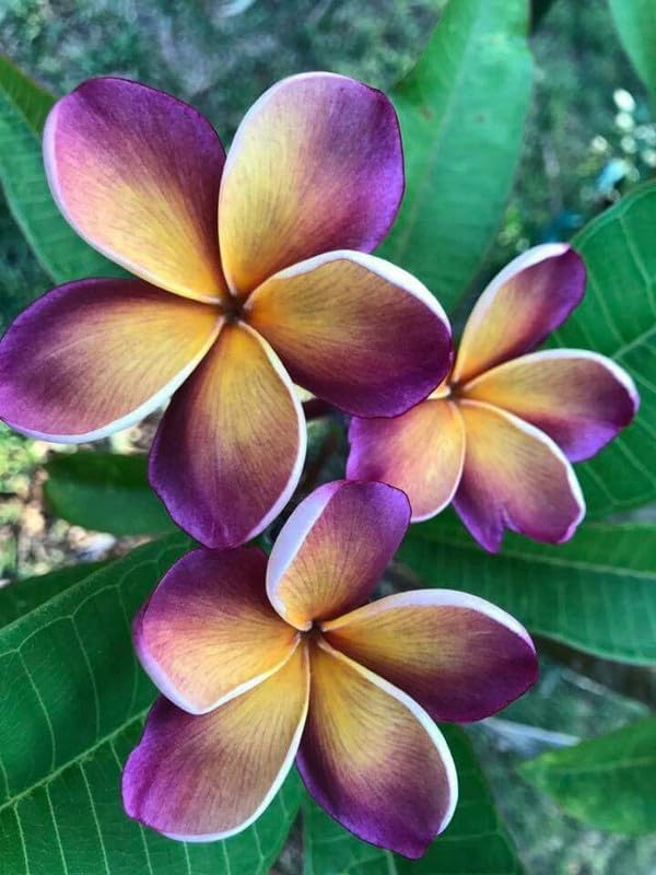 Purple Yellow Frangipani Flower Seeds – Heirloom Non-GMO Plumeria Seeds for Fragrant Gardens