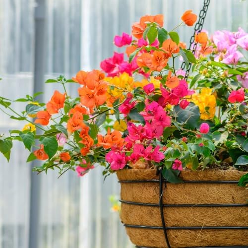 Mixed Bougainvillea Flower - Heirloom, Non - Gmo Seeds