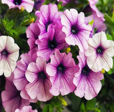 Purple Petunia Flower