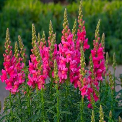 Antirrhinum Flower - Heirloom, Non - Gmo Seeds