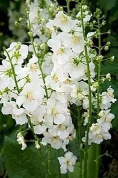 White Verbascum Flower Seeds for Planting - NON GMO Seeds Dhara Seeds
