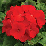 flowers high quality flower seeds for growing vibrant and colorful blooms in home gardens and landscapes organic flowers premium organic flower seeds for sustainable gardening and beautiful blossoms suitable for all climates