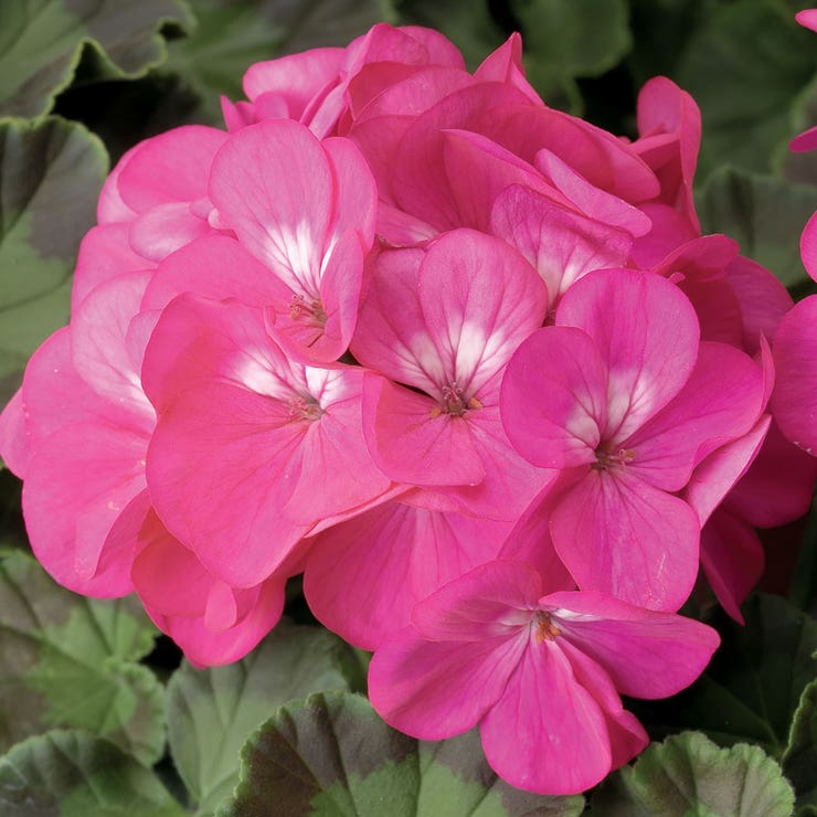 flowers high quality flower seeds for growing vibrant and colorful blooms in home gardens and landscapes organic flowers premium organic flower seeds for sustainable gardening and beautiful blossoms suitable for all climates