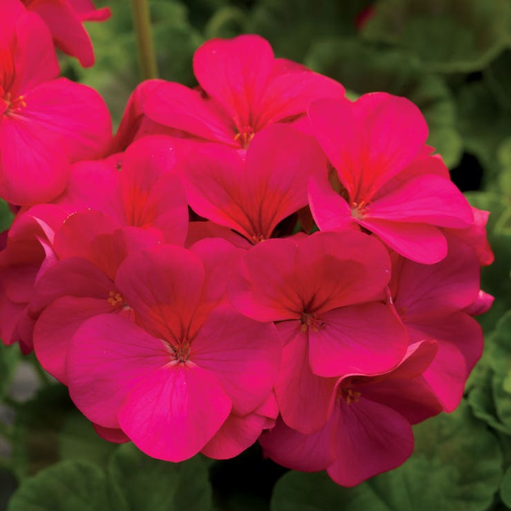 flowers high quality flower seeds for growing vibrant and colorful blooms in home gardens and landscapes organic flowers premium organic flower seeds for sustainable gardening and beautiful blossoms suitable for all climates