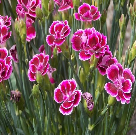 Pink Dianthus Caryophyllus Flower - Heirloom, Non - Gmo Seeds