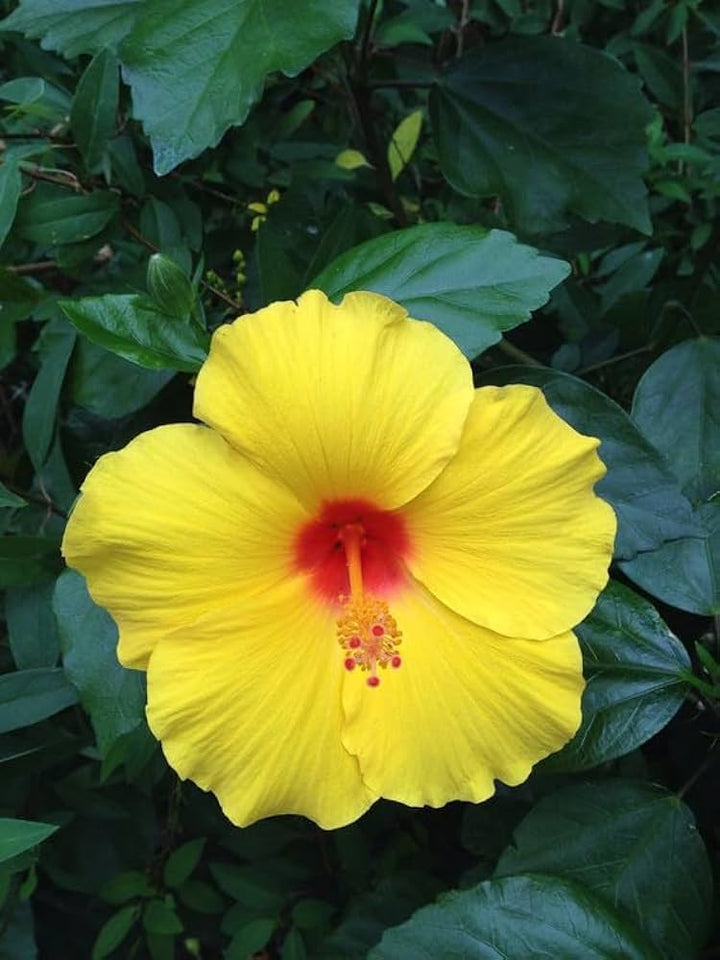 Heirloom Non-GMO Light Green Hibiscus Flower Seeds for Garden Planting – Rare Tropical Blooms