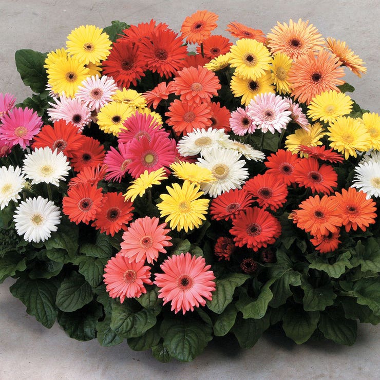 flowers high quality flower seeds for growing vibrant and colorful blooms in home gardens and landscapes organic flowers premium organic flower seeds for sustainable gardening and beautiful blossoms suitable for all climates