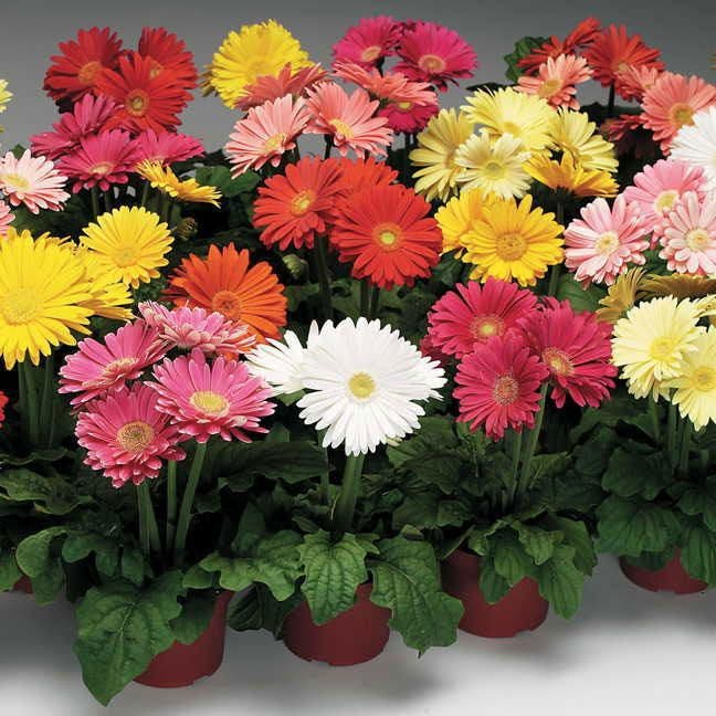 flowers high quality flower seeds for growing vibrant and colorful blooms in home gardens and landscapes organic flowers premium organic flower seeds for sustainable gardening and beautiful blossoms suitable for all climates