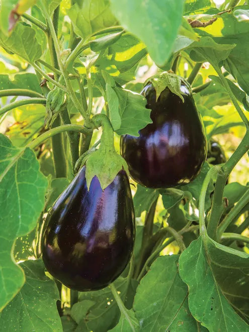 Eggplant Seeds (Organic) - Black Beauty