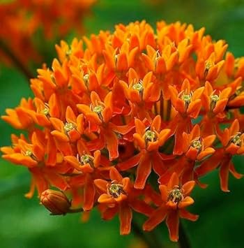 Asclepias Flower Seeds Heirloom Non GMO Planting