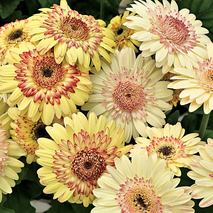 flowers high quality flower seeds for growing vibrant and colorful blooms in home gardens and landscapes organic flowers premium organic flower seeds for sustainable gardening and beautiful blossoms suitable for all climates