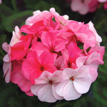 Appleblossom Geranium Seeds Soft Pink Zonal Geranium Variety High Germination Garden Seeds heirloom non-gmo seeds