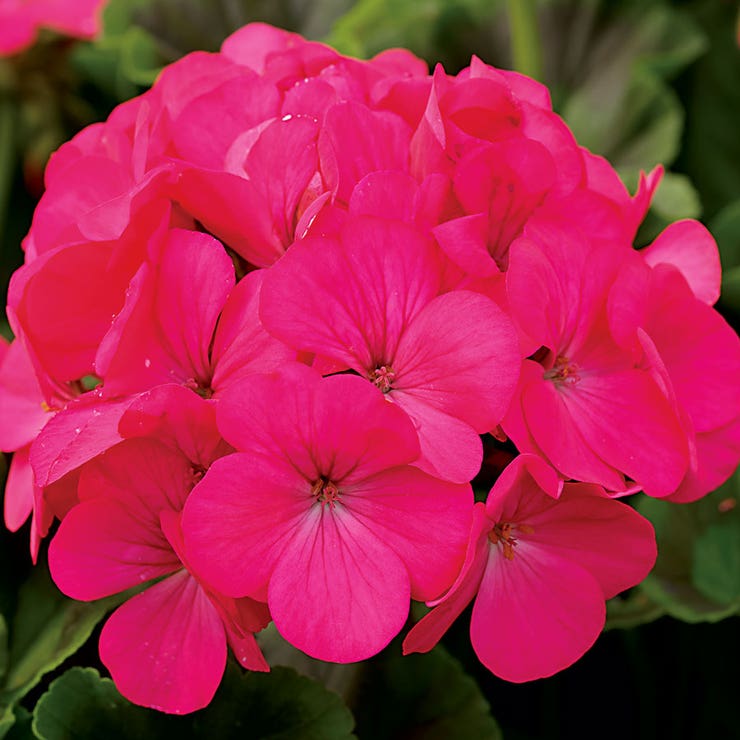 flowers high quality flower seeds for growing vibrant and colorful blooms in home gardens and landscapes organic flowers premium organic flower seeds for sustainable gardening and beautiful blossoms suitable for all climates