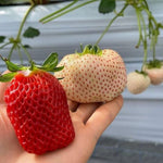 Strawberry Fragaria × ananassa for planting in vegetable patch.