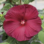Deep Red Hibiscus Seeds Honeymoon Series Red Mallow High Germination Garden Seeds heirloom non-gmo seeds