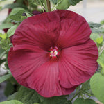 flowers high quality flower seeds for growing vibrant and colorful blooms in home gardens and landscapes organic flowers premium organic flower seeds for sustainable gardening and beautiful blossoms suitable for all climates