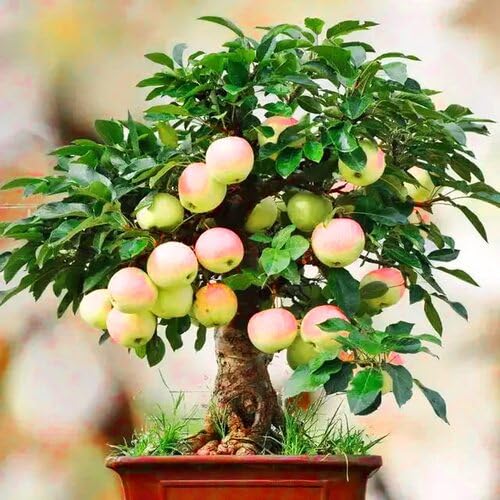 Green Bonsai Apple Tree - Heirloom, Non - Gmo Seeds