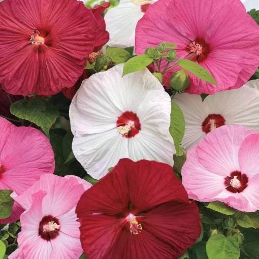 Rose Mallow Seeds Multi-Color Hardy Hibiscus High Germination Garden Seeds heirloom non-gmo seeds