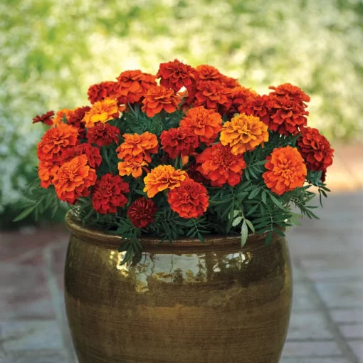 Fireball Marigold Seeds Red-Orange Color Changing Marigolds High Germination Garden Seeds heirloom non-gmo seeds