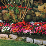 Guinea Impatiens Seeds Divine Multicolor Tropical Flowers High Germination Garden Seeds heirloom non-gmo seeds