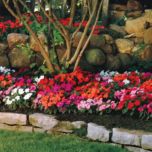 Guinea Impatiens Seeds Divine Multicolor Tropical Flowers High Germination Garden Seeds heirloom non-gmo seeds