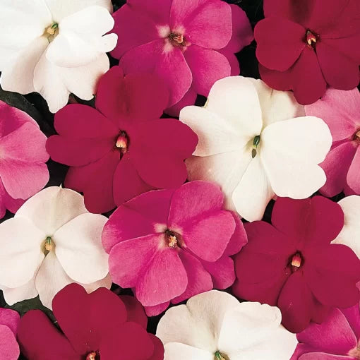 Mystic Guinea Impatiens Seeds Colorful Tropical Impatiens High Germination Garden Seeds heirloom non-gmo seeds