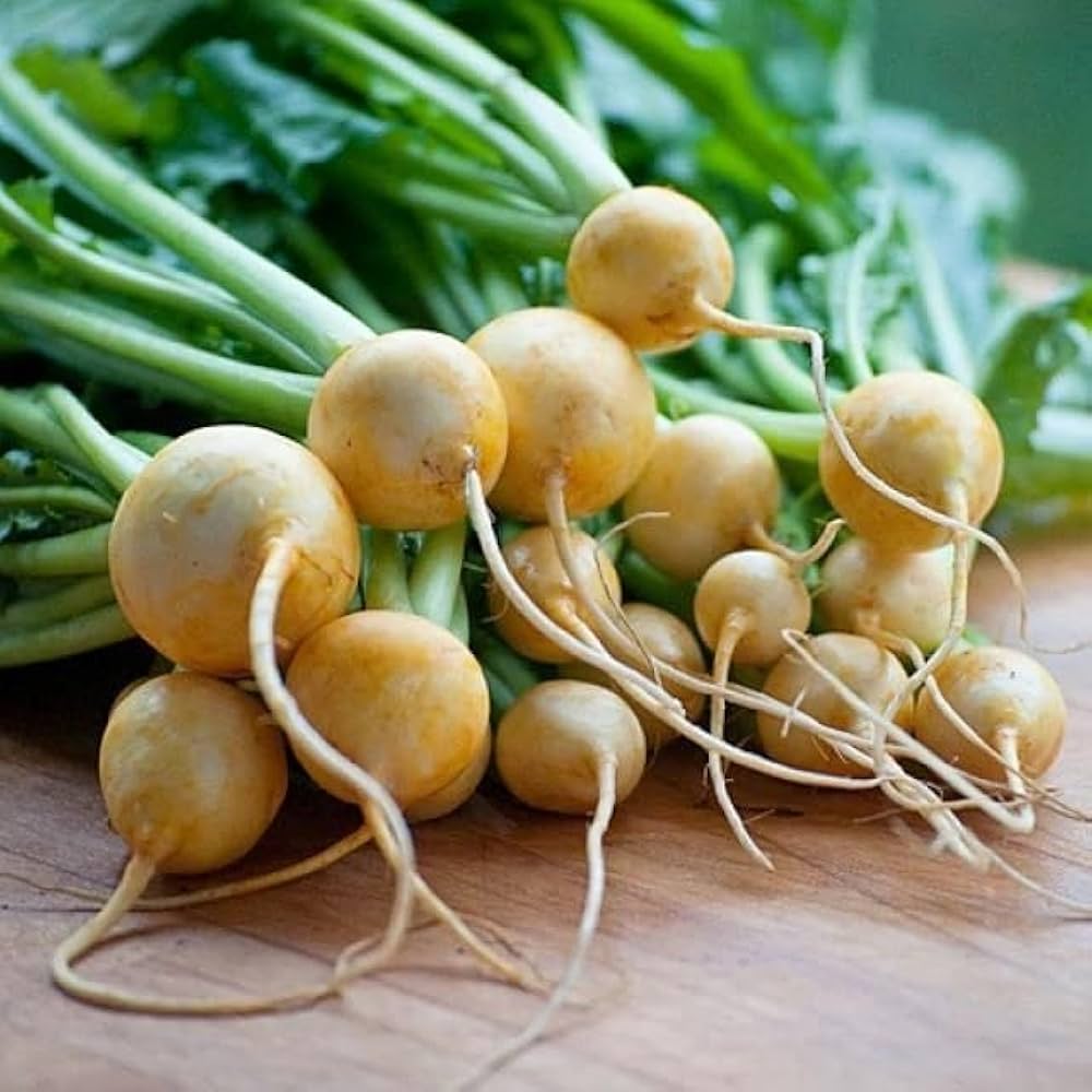 Golden Ball Turnip Brassica rapa Seeds for Planting garden root patch