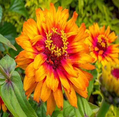 Orange Red Zinnia Flower