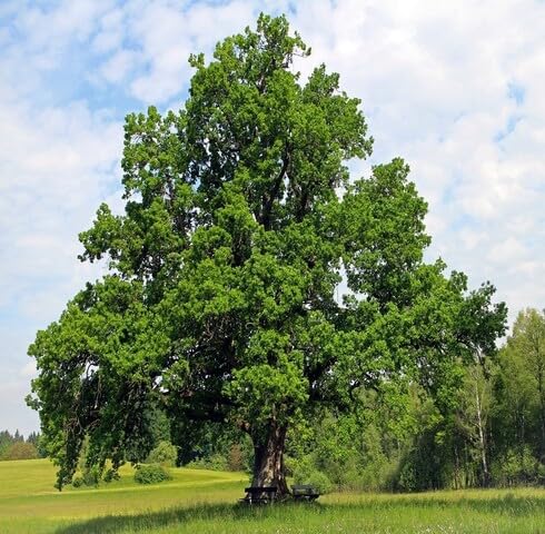 Green Oak Tree