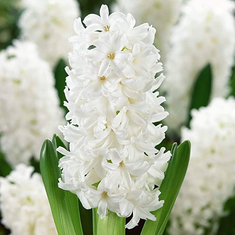 Blue Hyacinth Seeds Hyacinthus orientalis for Planting in Balcony Pots or Flower Borders