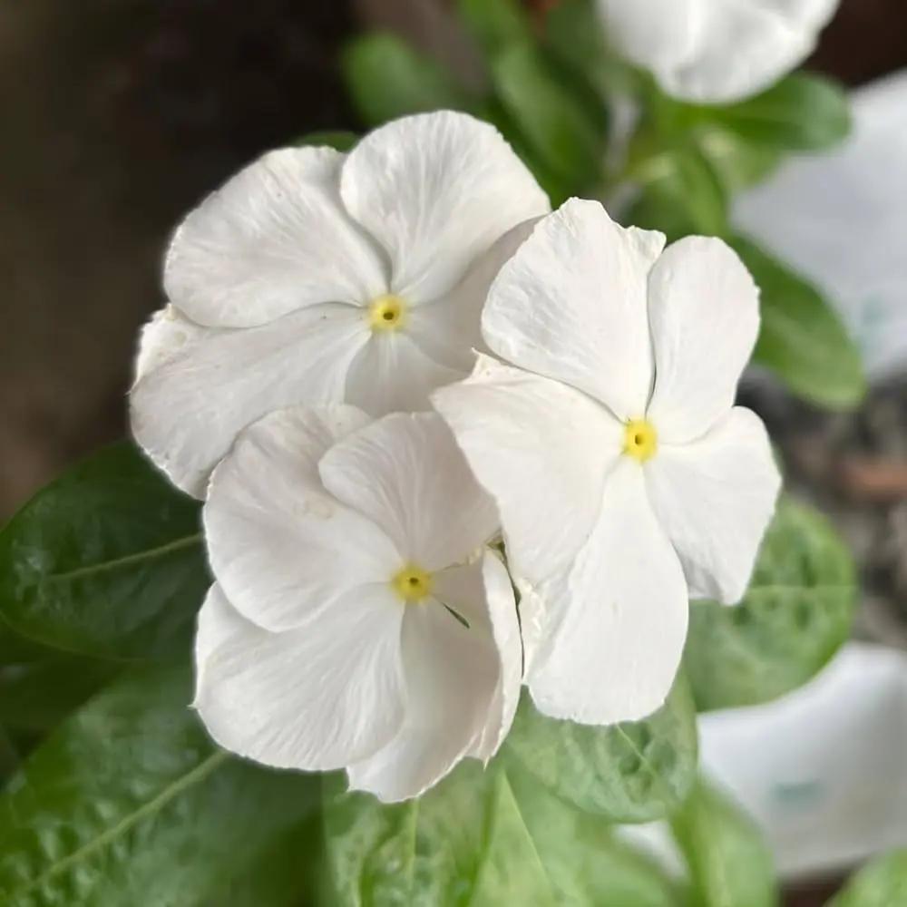 white-vinca-organic-non-gmo-seeds

