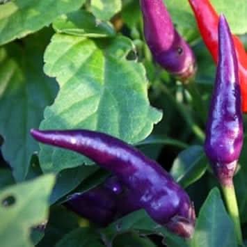 Dark Blue Chili Seeds for Planting