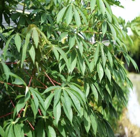 Green Cassava Tree - Heirloom, Non - Gmo Seeds