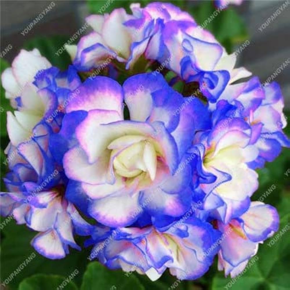 Blue Geranium Flower Seeds Pelargonium spp. for Planting in Flower Border and Garden Bed