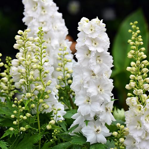 White Delphinium Flower - Heirloom, Non - Gmo Seeds