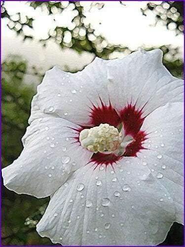 White & Hot Pink Rose of Sharon Hibiscus Syriacus Flower Tree Bush Jocad Seeds