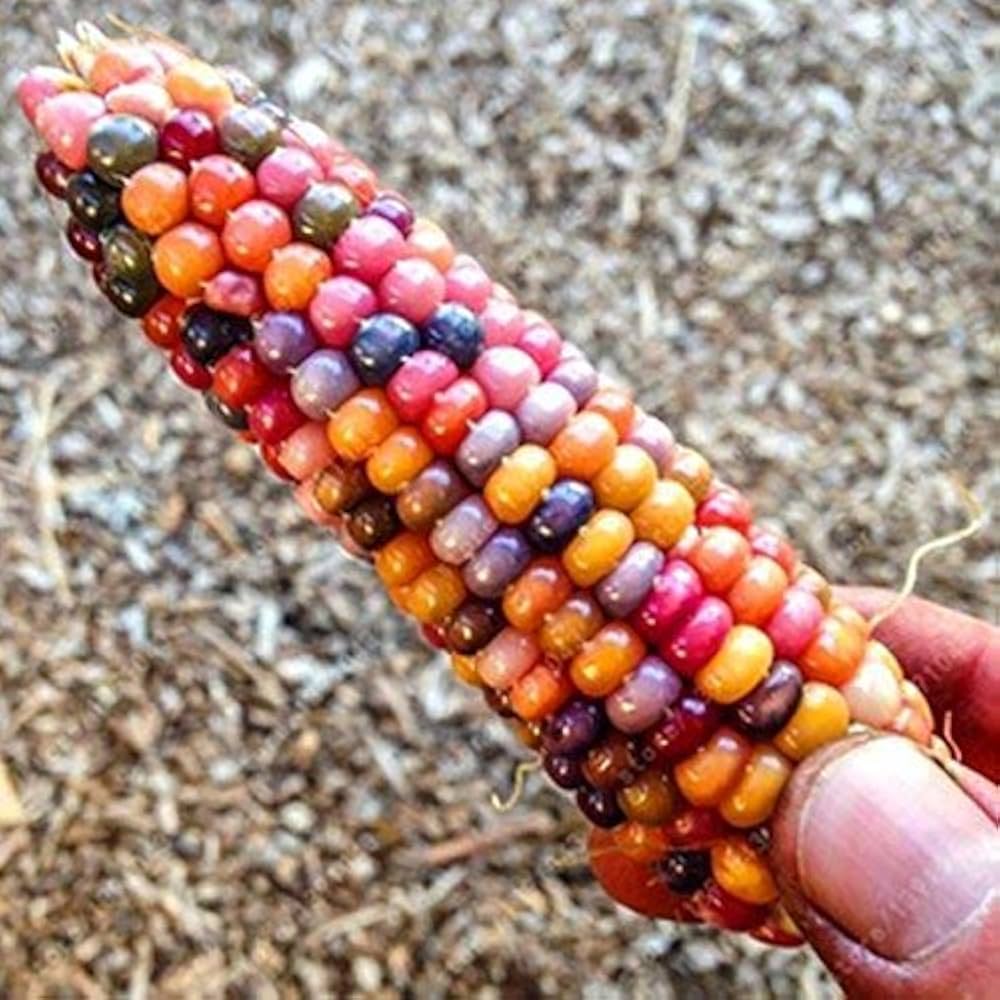 Corn Zea Mays Rainbow Vegetable Seeds for Planting – Great for Colorful Kitchen Garden and Backyard Harvest
