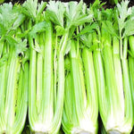 Utah celery seed for vegetable garden planting