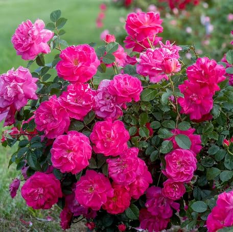 Pink Climbing Rose Flower